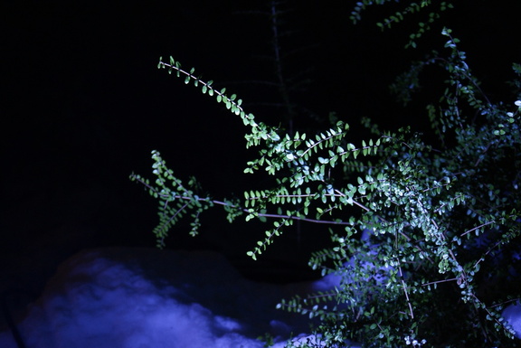 Illuminated bush