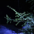 Illuminated bush