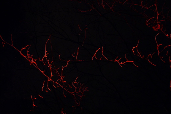 Red branches
