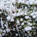Mossy frost