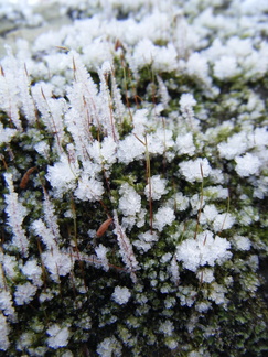 Mossy frost
