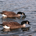 Canada Geese[?]