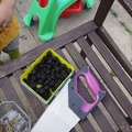 Blackberries and a saw