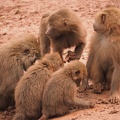 small baboons