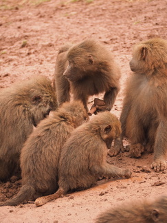 small baboons