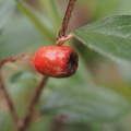 Cotoneaster berry