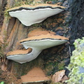 Tiramisu fungus