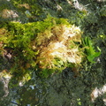 Moss or ferns