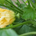 Squash flower