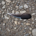 Jay feather
