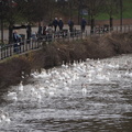 Swan-y River
