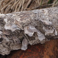 Fungussy wood