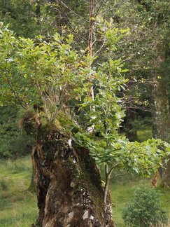 Birch and oak growing out of the remains of another's root plate