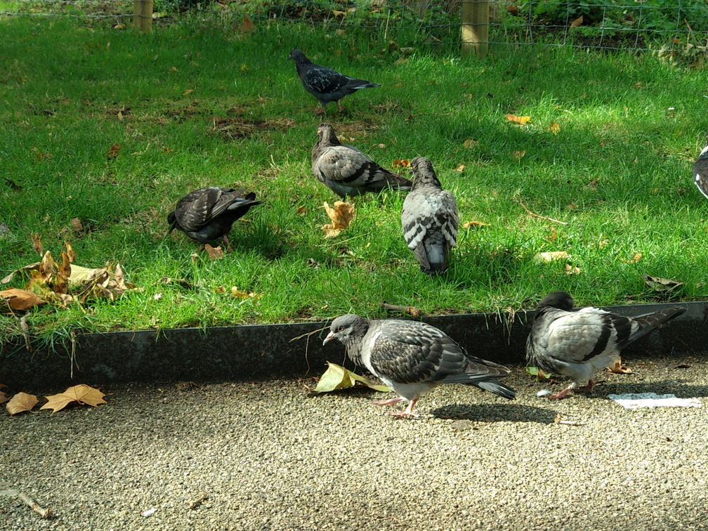 Pigeons in London.jpg