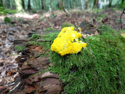 Yellow fungus.jpg