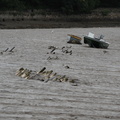 Boats in the mud