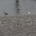 Heron and egret