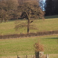Oak in a field