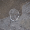 Frozen buble, in a puddle
