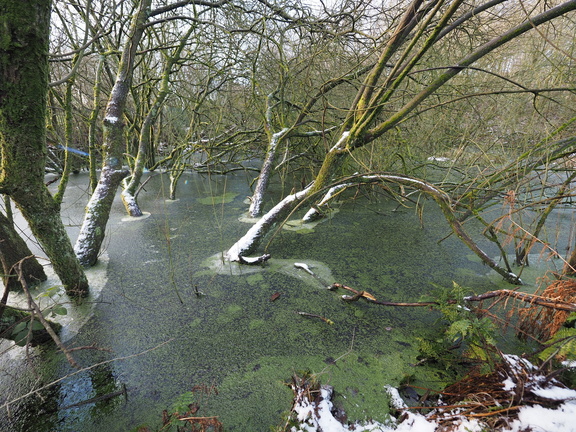 Frosty swamp