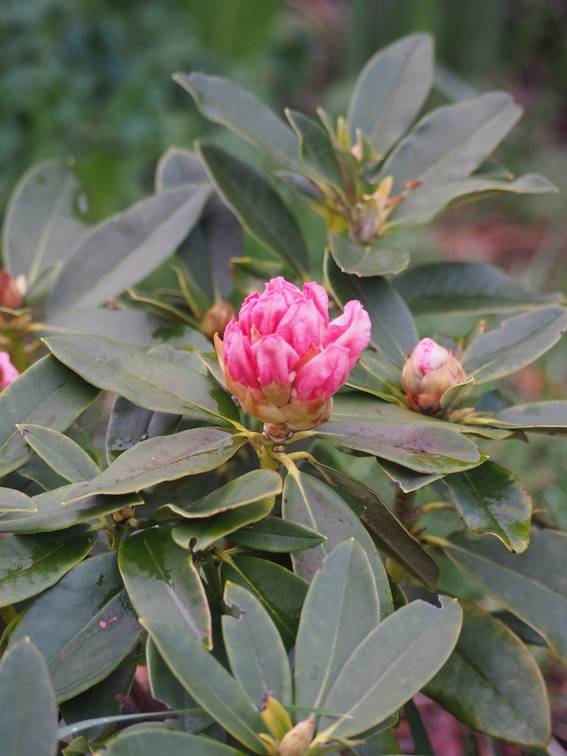Little rhododendron