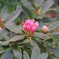 Little rhododendron