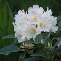 Small rhododendron