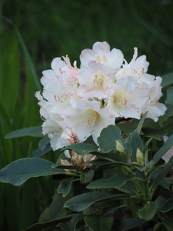 Small rhododendron