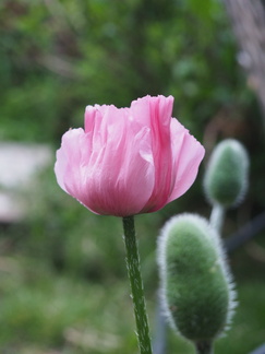 Oriental poppy