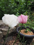 Oriental poppy