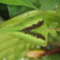 Arrow-like leaf