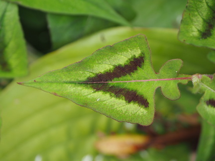 Arrow-like leaf