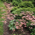 Acer palmatum 'Pink Passion'