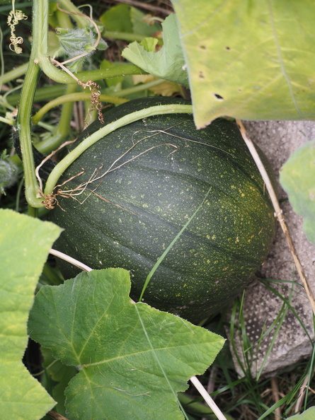 Yet another squash