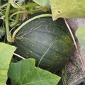 Yet another squash
