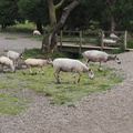 Some sheep