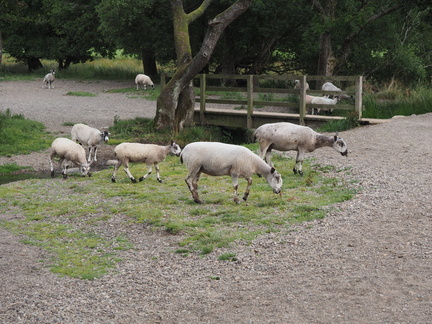 Some sheep