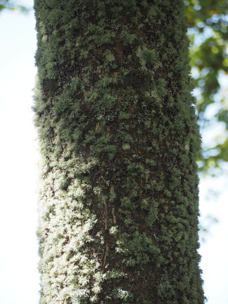 Lichenous tree