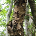 Fungussy bark