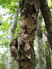 Fungussy bark