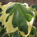 Variegated leaf