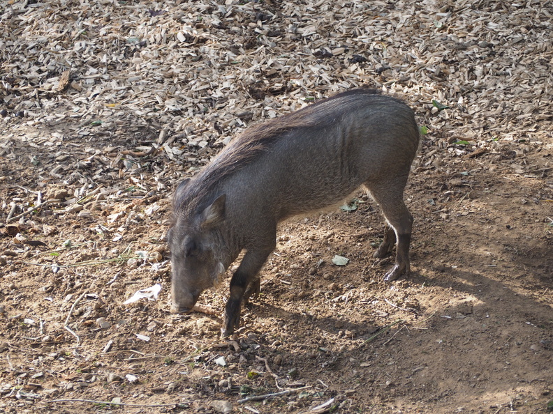 Warthog