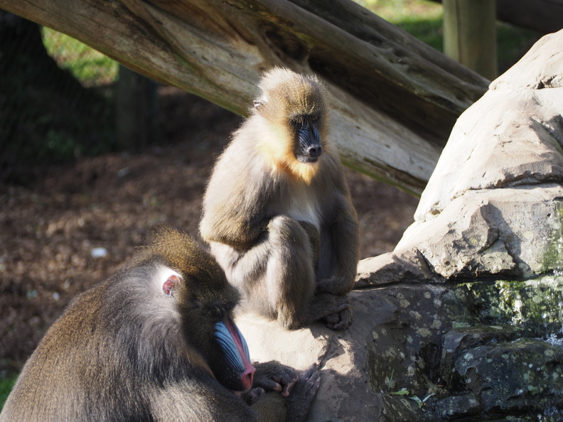 Mandrills