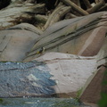 Yellow wagtail