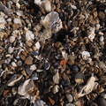 Pebbles and shells