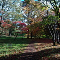 A glade of Acers