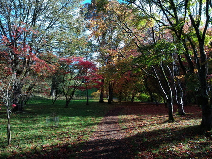 A glade of Acers
