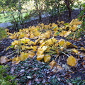 The end of the hostas