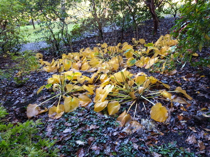 The end of the hostas