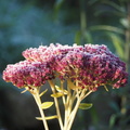 The thing that used to be called sedum but isn't any more